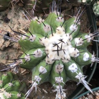 Copiapoa bridgesii cactus shown flowering