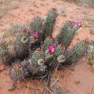 Echinocereus engelmannii cactus shown flowering