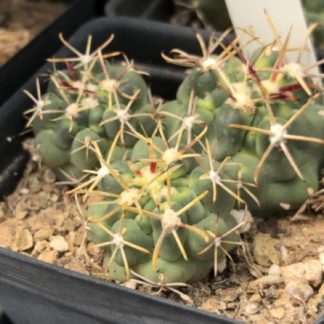 Glandulicactus mathssoni cactus shown flowering