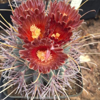 Glandulicactus uncinatus var. wrightii cactus shown in pot