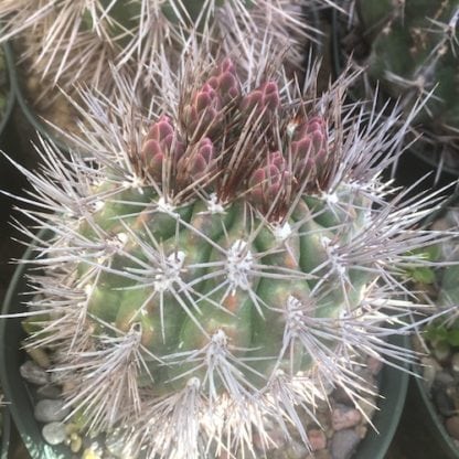 Gymnocalycium horridispinum cactus shown in pot