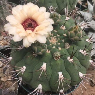 Gymnocalycium pflanzii cactus shown flowering