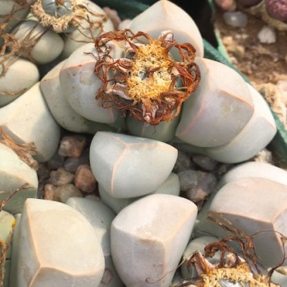 Lapidaria margaretae mesemb shown in pot