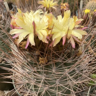 Lobivia ferox cactus shown flowering