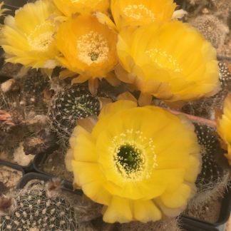 Lobivia haematantha cactus shown flowering