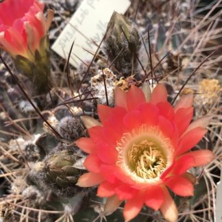 Lobivia pugionacantha cactus shown flowering