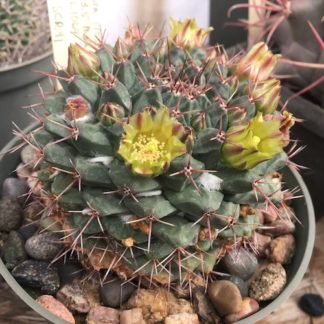 Mammillaria crassimamillis cactus shown flowering