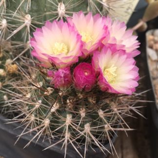 Neoporteria chilensis cactus shown flowering