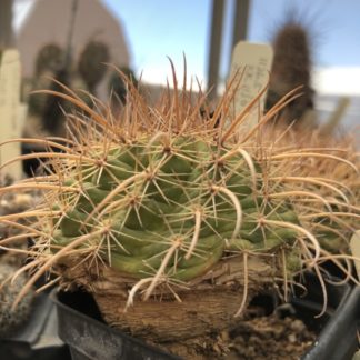 Parodia carrerana cactus shown in pot
