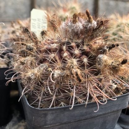 Parodia glischrocarpa cactus shown in pot