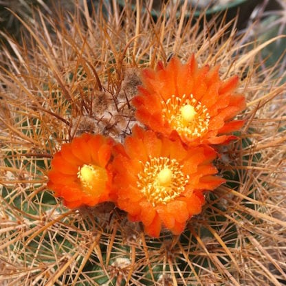 Parodia maassii cactus shown flowering