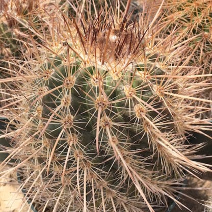 Parodia maassii cactus shown in pot