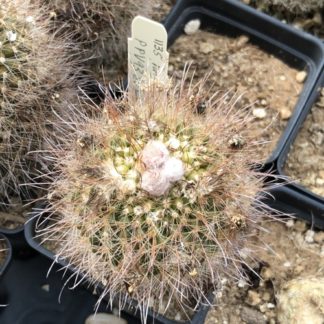 Parodia microthele cactus shown in pot