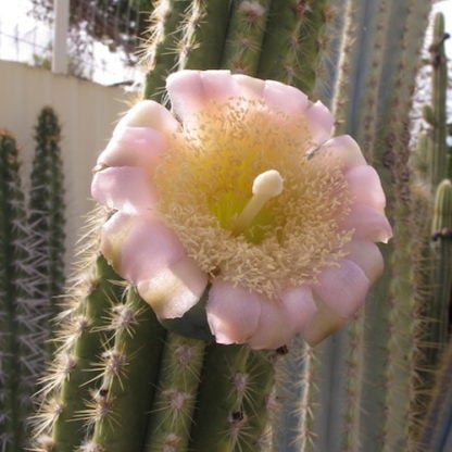 Pilosocereus pachycladus cactus shown flowering