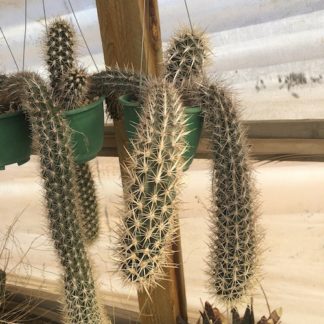 Stenocereus eruca cactus shown in pot