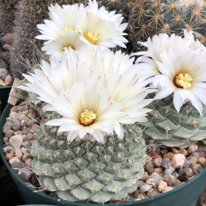 Strombocactus disciformis cactus shown flowering