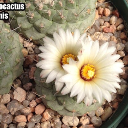 Strombocactus disciformis cactus shown in pot