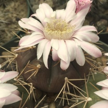 Gymnocalycium eurypleurum cactus shown flowering