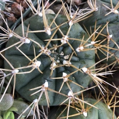 Gymnocalycium eurypleurum cactus shown in pot