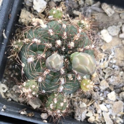 Gymnocalycium mesopotamicum cactus shown in pot