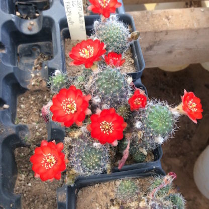 Lobivia atrovirens cactus shown flowering