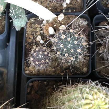 Lobivia marsoneri cactus shown flowering