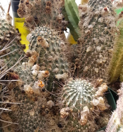 Lobivia marsoneri cactus shown in pot