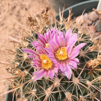Stenocactus longispinus cactus shown flowering
