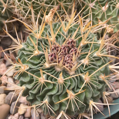 Stenocactus longispinus cactus shown in pot