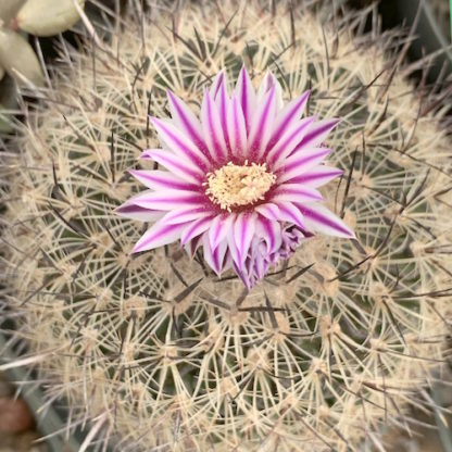 Stenocactus zacatecasensis cactus shown flowering