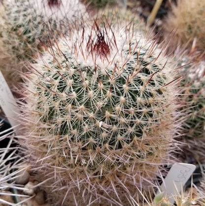 Stenocactus zacatecasensis cactus shown in pot