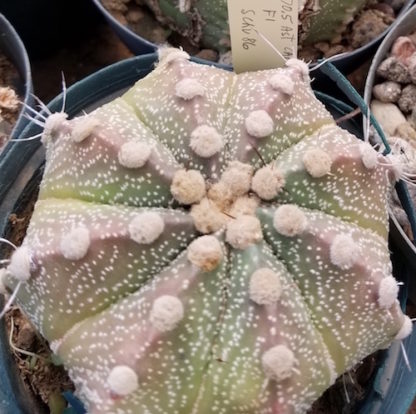 Astrophytum capricorne x asterias hybrid cactus shown in pot
