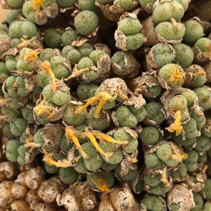 Conophytum jucundum mesemb shown in pot