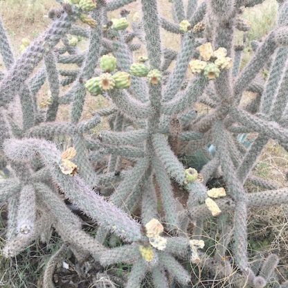 Cylindropuntia spinosior cactus shown in pot