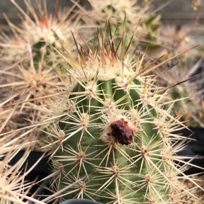 Echinocereus pacificus cactus shown flowering