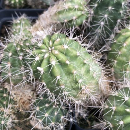Echinocereus polyacanthus cactus shown in pot