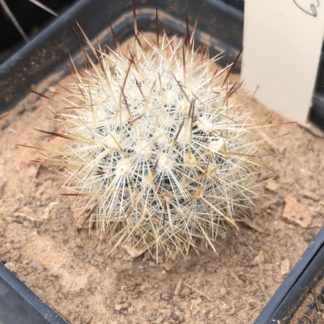 Escobaria organensis cactus shown in pot