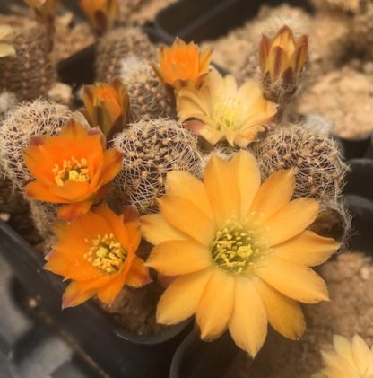 Lobivia pygmaea cactus shown flowering