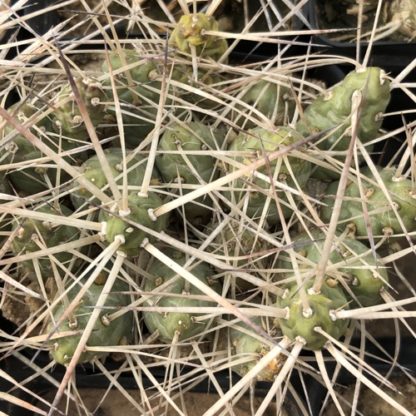 Maihueniopsis glomerata cactus shown in pot