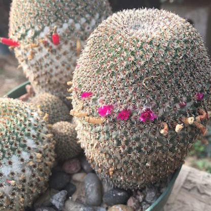 Mammillaria crucigera cactus shown flowering