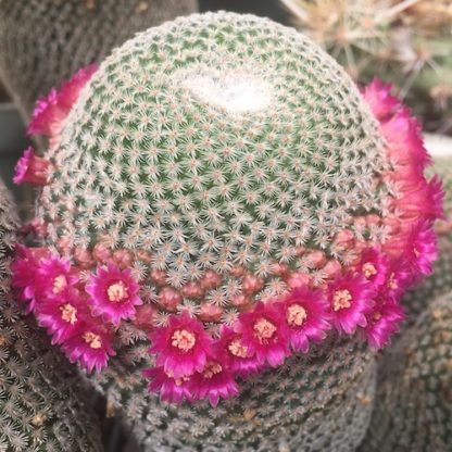 Mammillaria tlalocii cactus shown flowering