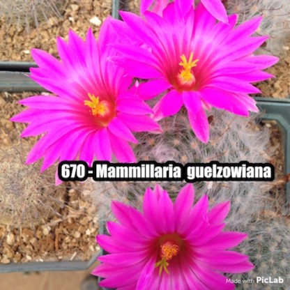 Mammillaria guelzowiana cactus shown in pot
