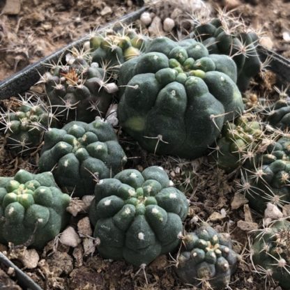 Matucana turbiniformis cactus shown in pot