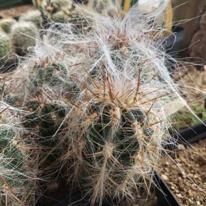 Oreocereus celsianus cactus shown in pot