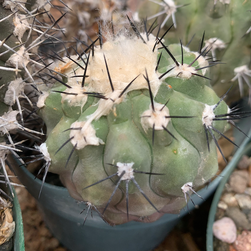 Copiapoa montana cactus shown flowering
