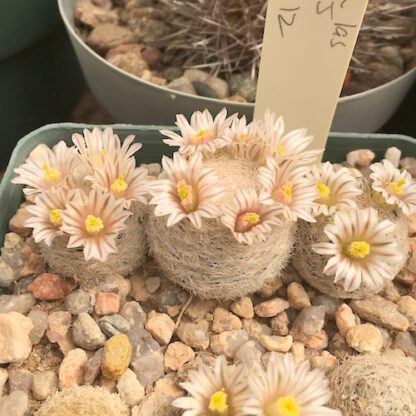 Mammillaria lasiacantha cactus shown flowering