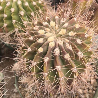 Acanthocalycium violaceum cactus shown in pot