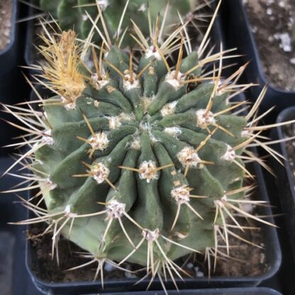 Acanthocalycium violaceum cactus shown flowering