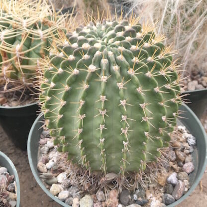 Acanthocalycium violaceum cactus shown in pot