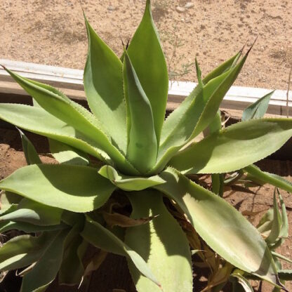 Agave celsii succulent shown in pot